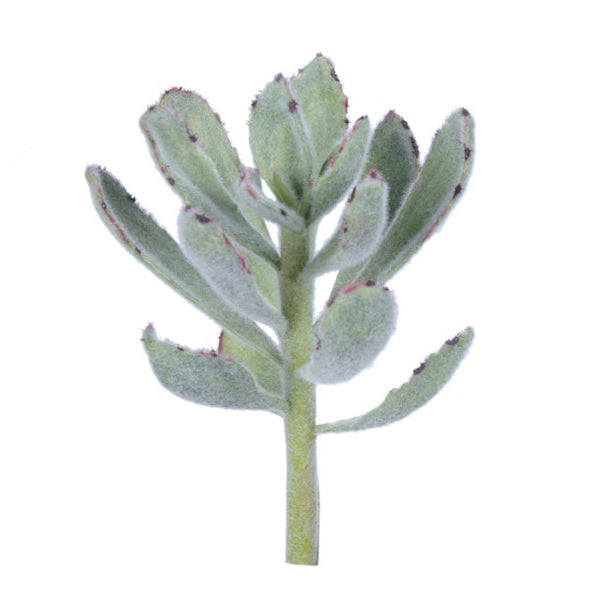 Faux kalanchoe succulent stem permanent panda bear succulent faux succulent