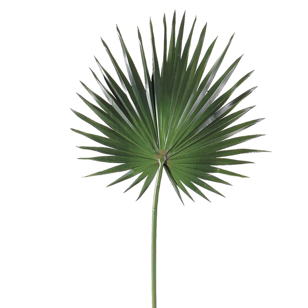 Chinese Fan Palm Small