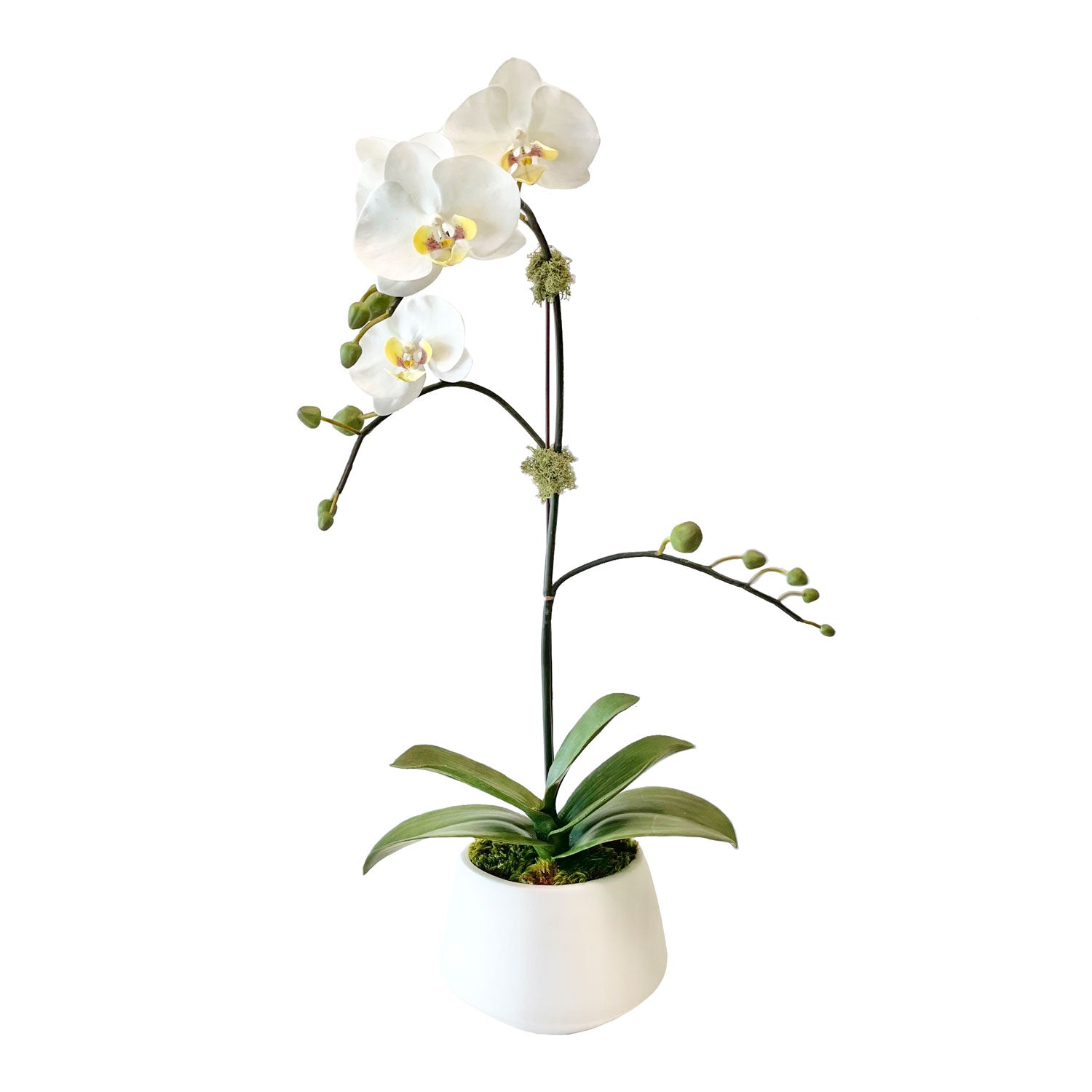 artificial orchid plants in pots One Small Orchid in 5" Contour Bowl