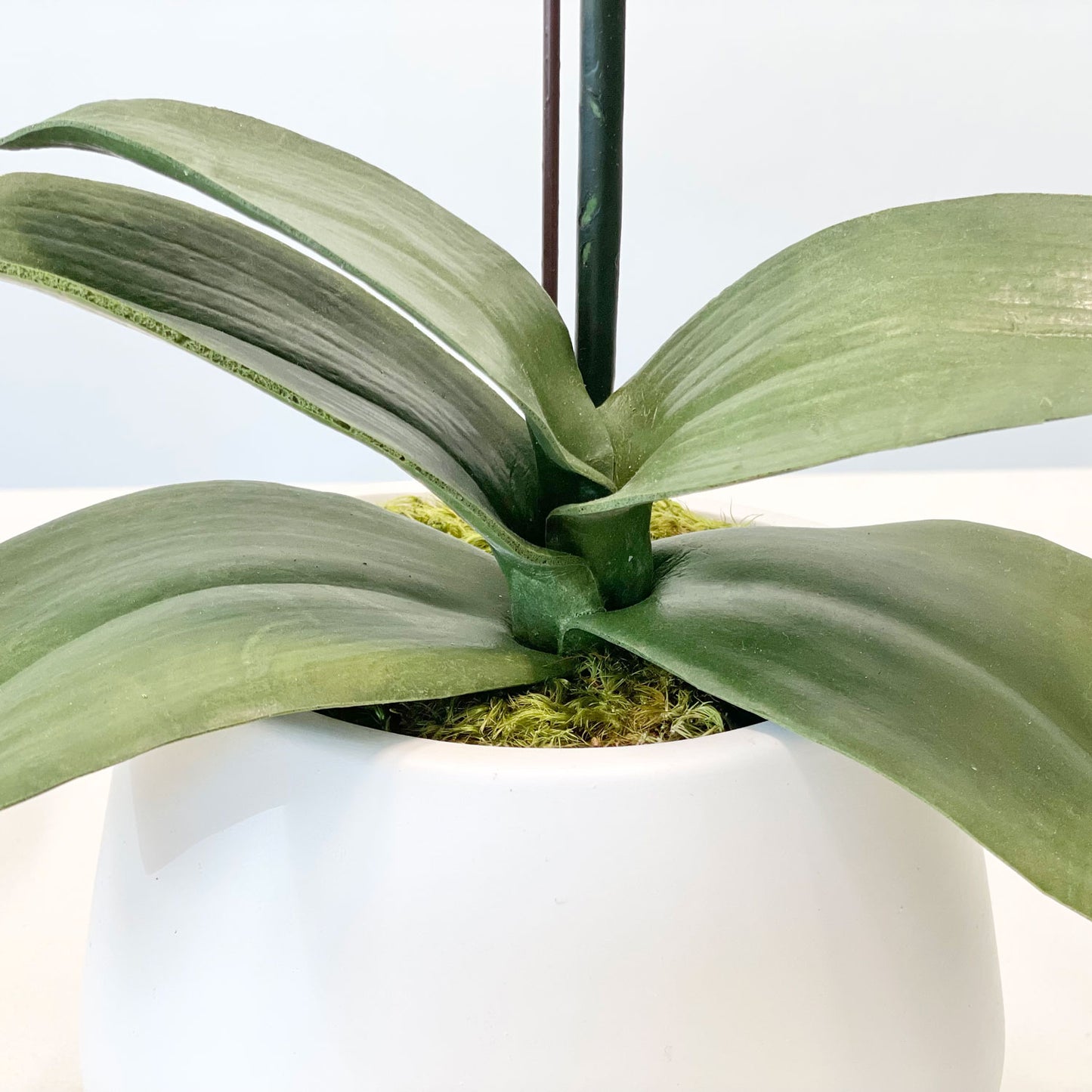 One Small Orchid in 5" Contour Bowl