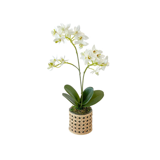 One Mini White Orchid in Mini Cane Vase