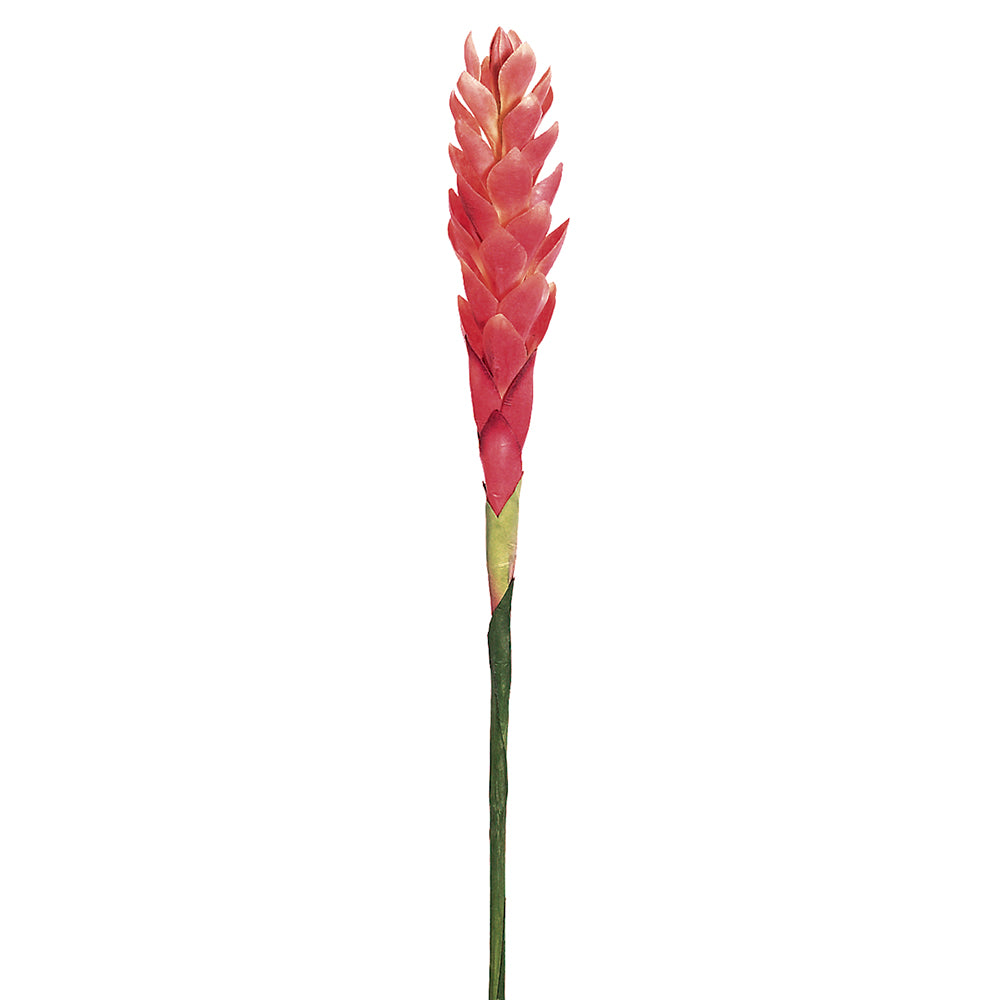 ginger palm plant Ginger Flower 30" Pink – Palm Bungalow