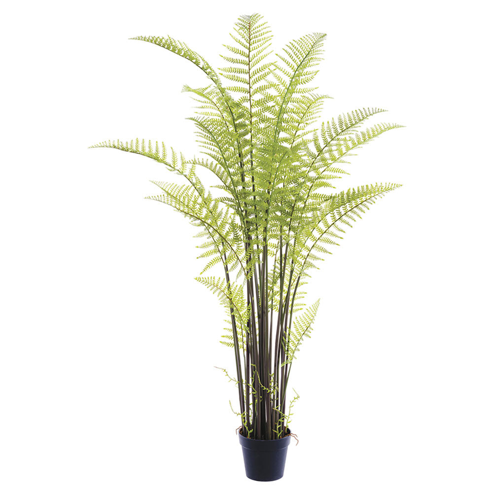 Forest Fern 6'