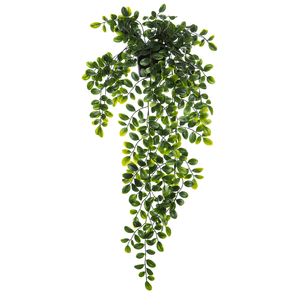 dischidia hanging plants Hanging Dischidia Potted 27" – Palm Bungalow