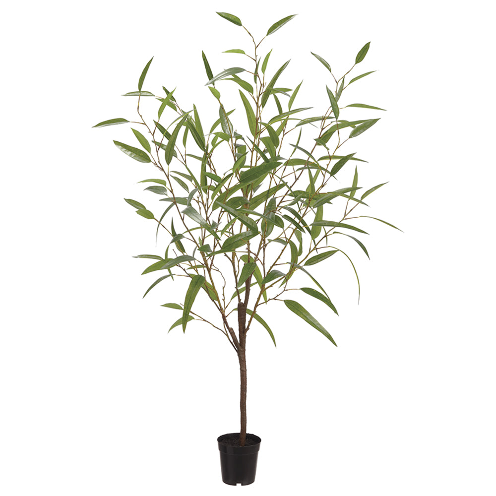 Eucalyptus Tree 4'