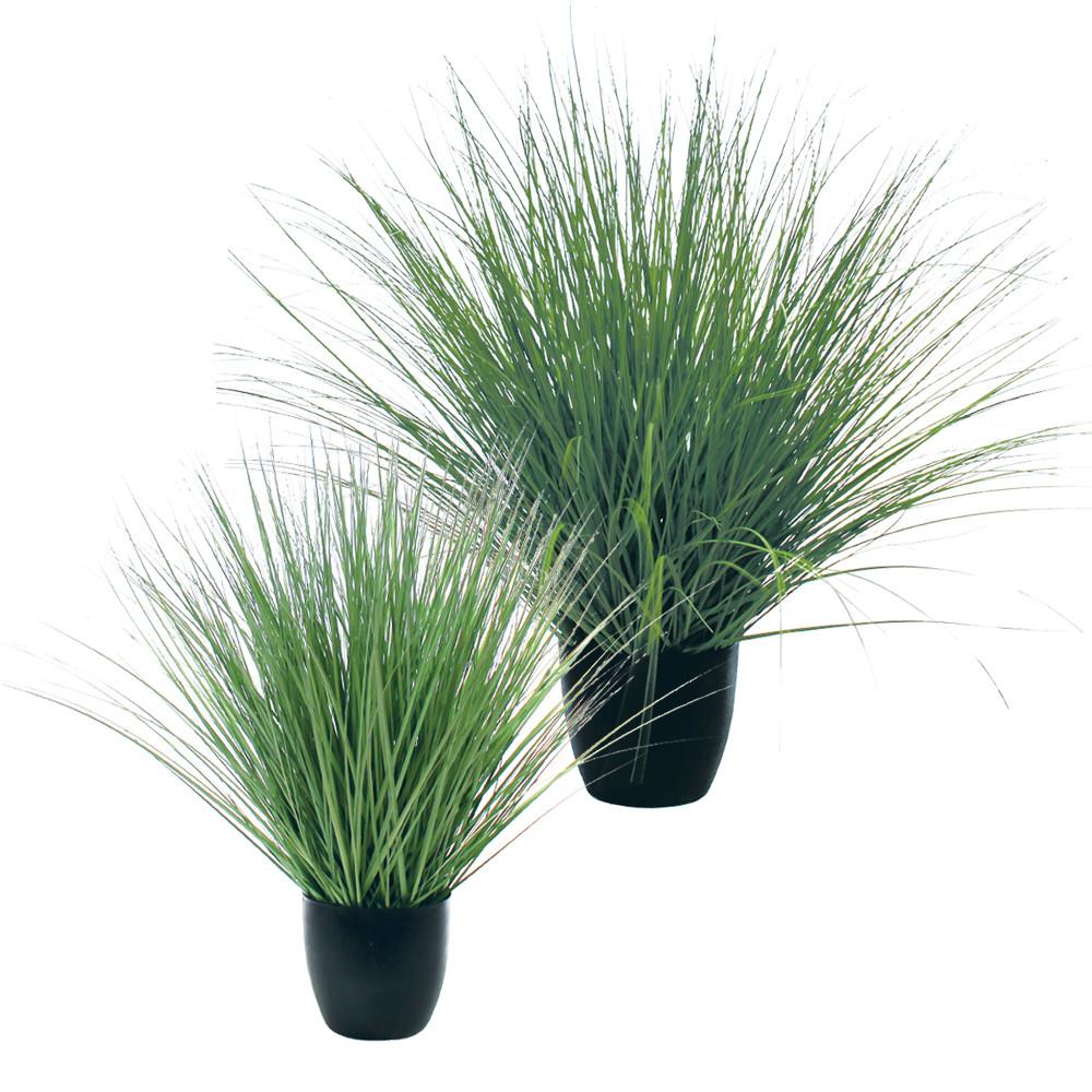 Green River Grass Potted