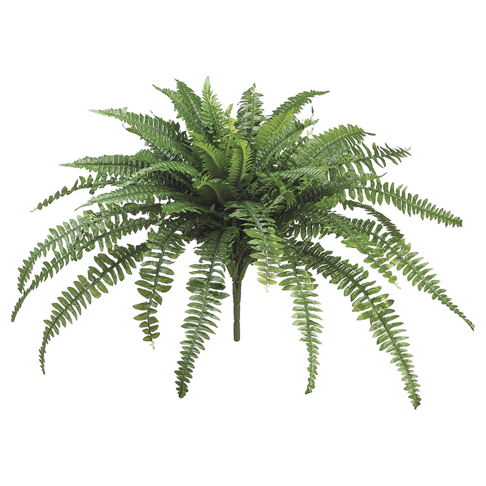 Boston Fern 28"