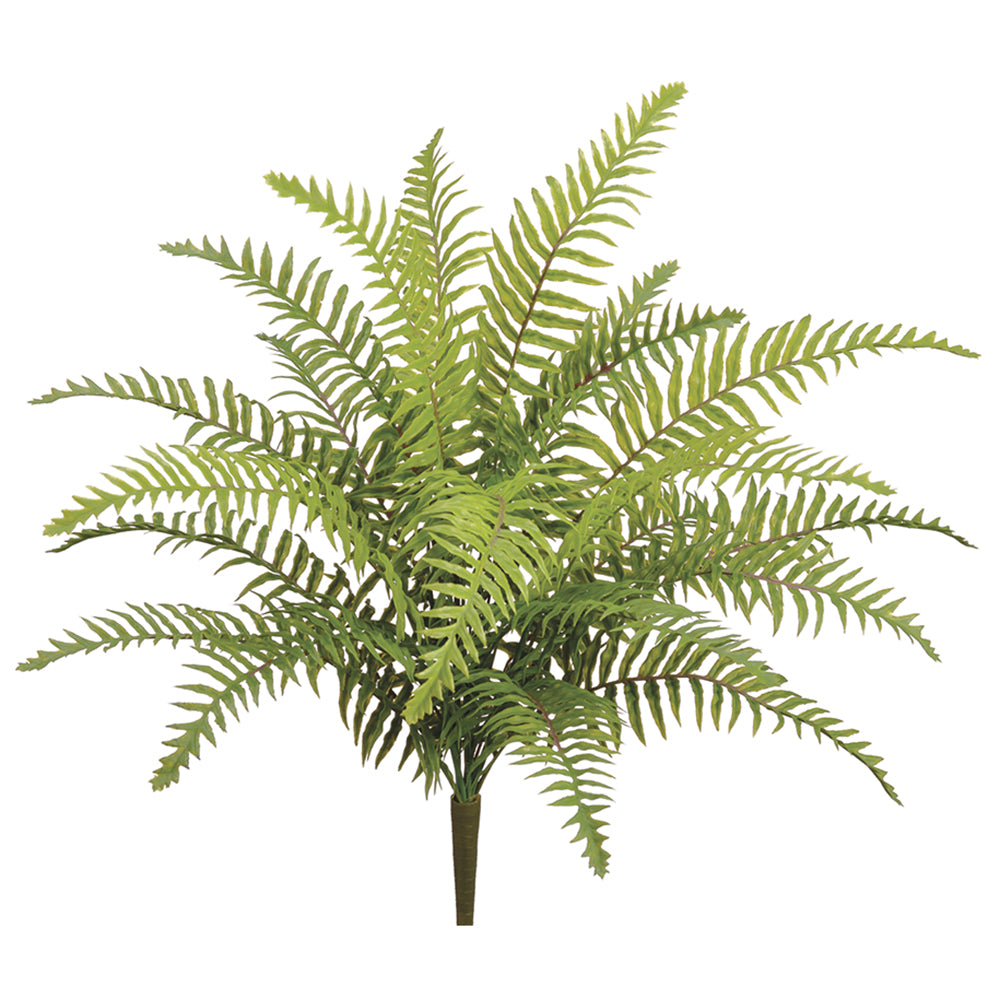 Mini Boston Fern 22"