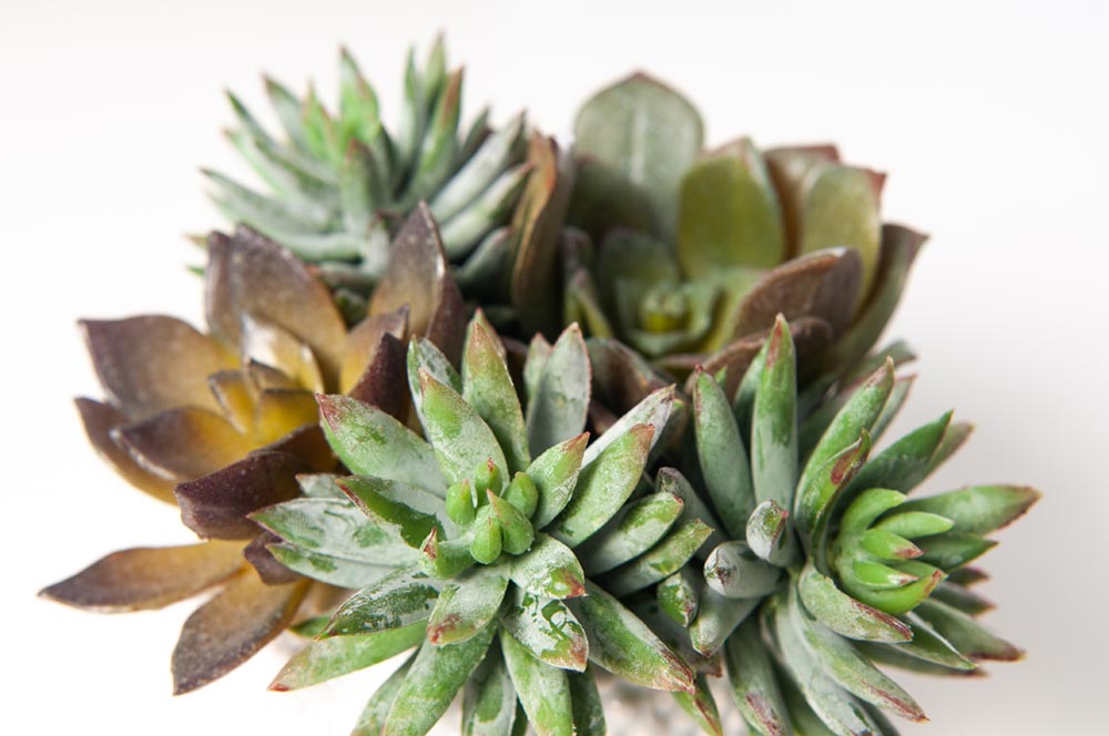 fake plants succulents|artificial plants succulents|artificial succulent plant