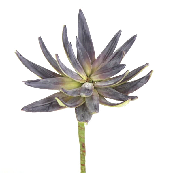 Echeveria Purple Prince