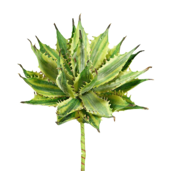 artificial agave succulent Variegated Spiky Agave Succulent Bright Green