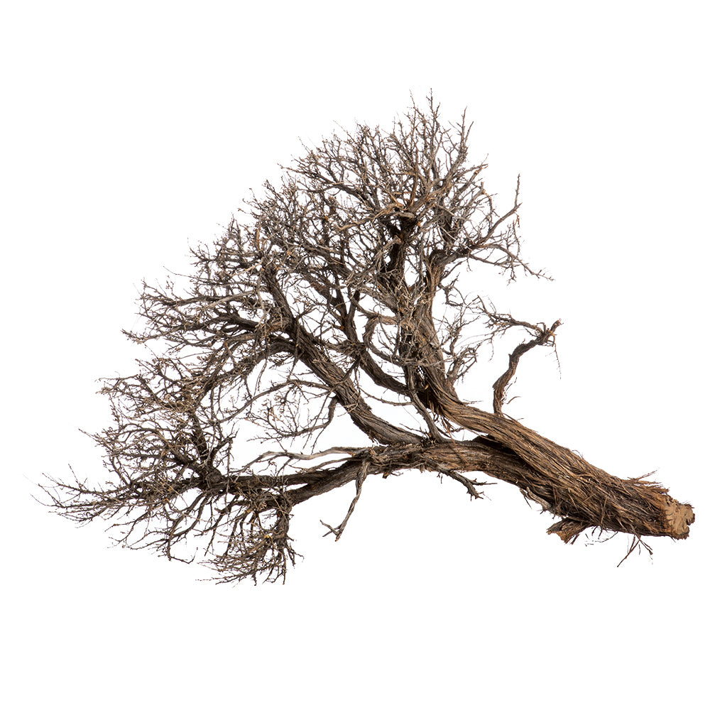 Dried Sage Tree 19"-24"