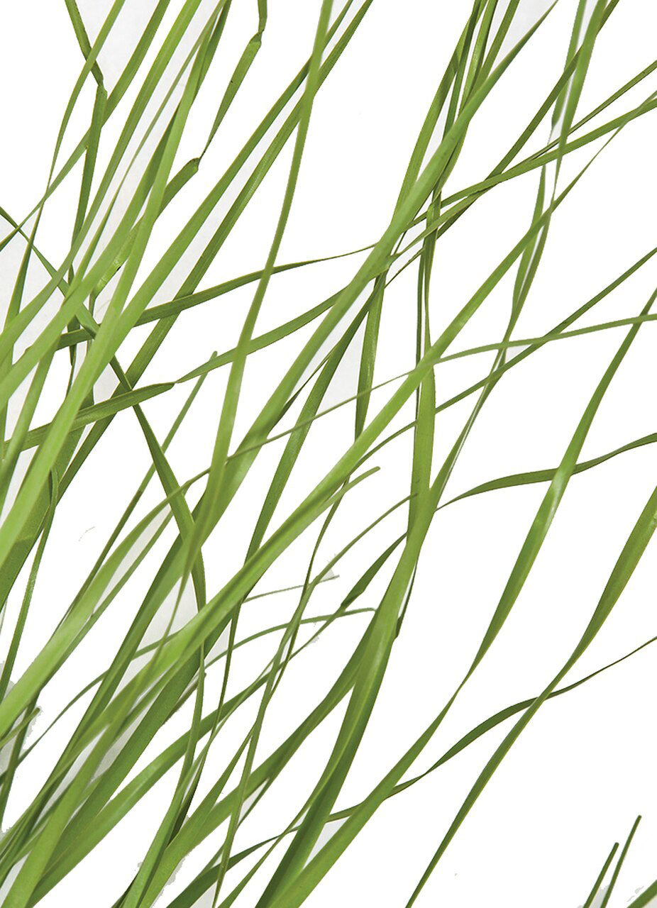 Onion Grass Stem 26"