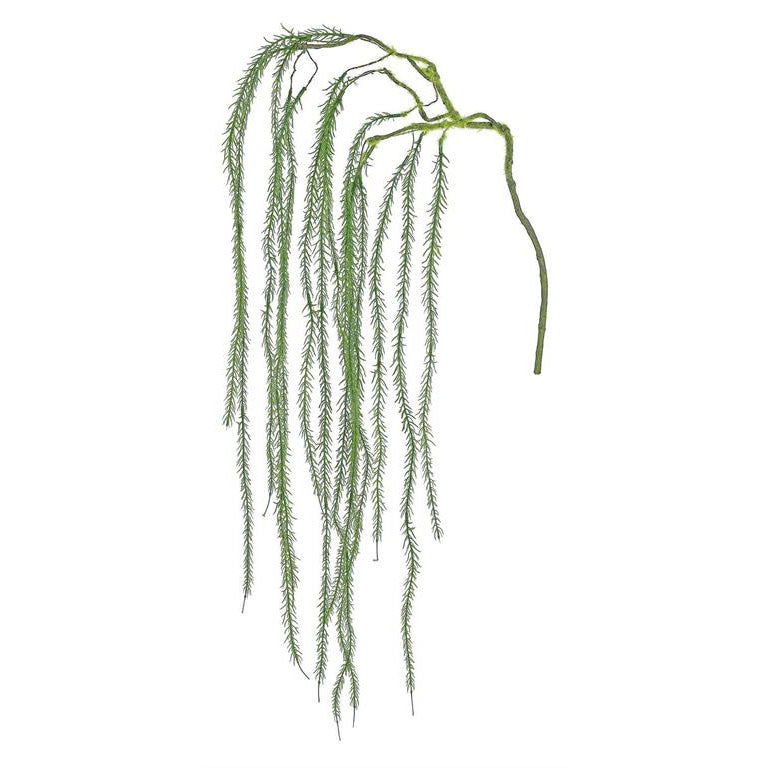 Trailing Asparagus Fern 48"