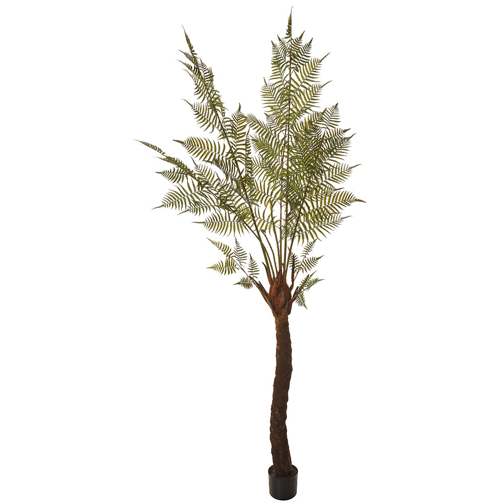 Australian Tree Fern 7'