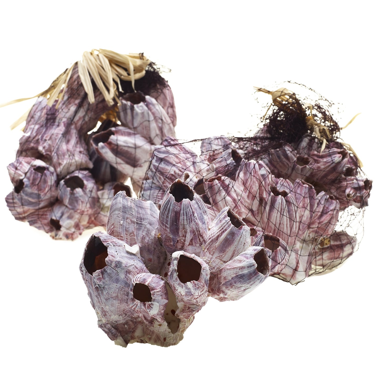 Barnacle Specimen 7"-10"