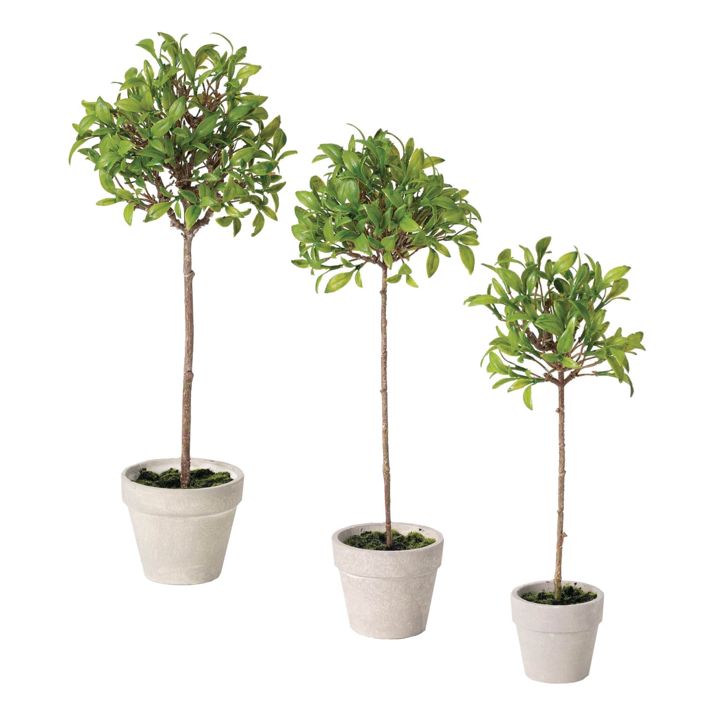 Button Leaf Topiary in Pot