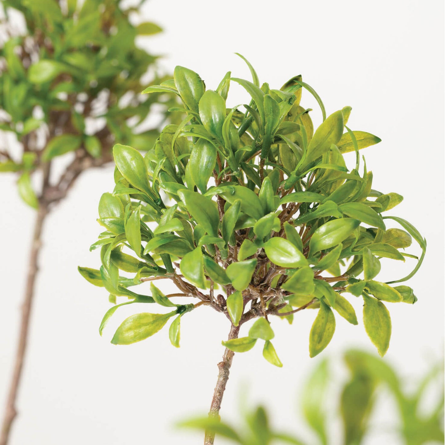 Button Leaf Topiary in Pot