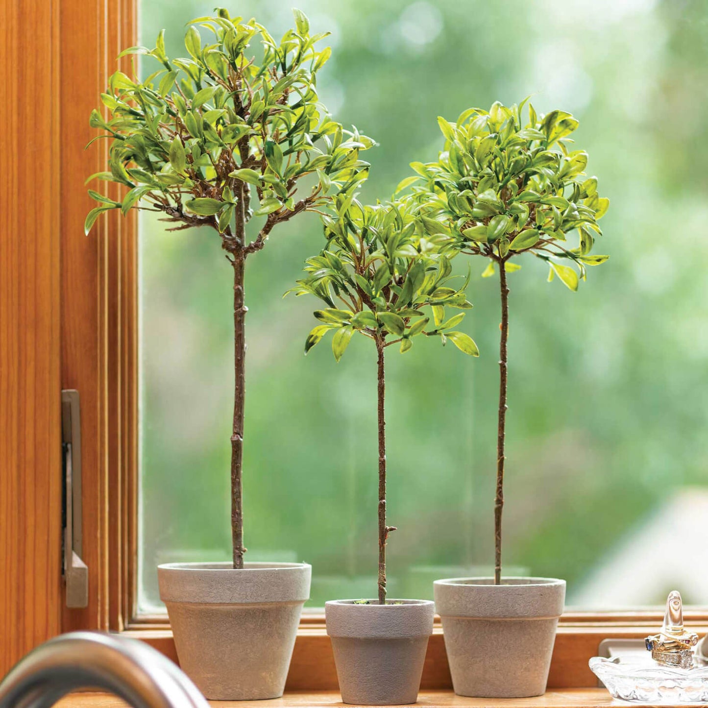 Button Leaf Topiary in Pot