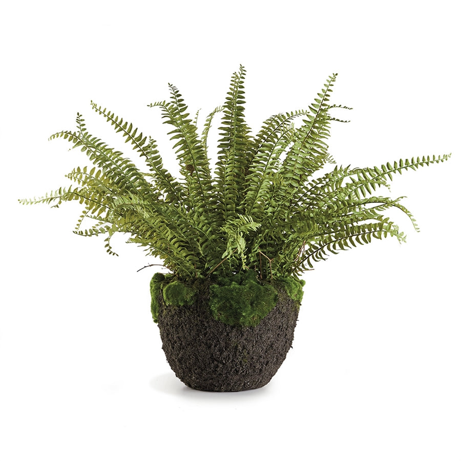 Boston Fern Drop-In 30"