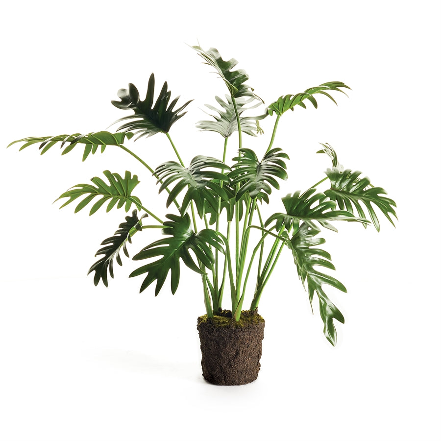 Selloum Plant Potted 22"