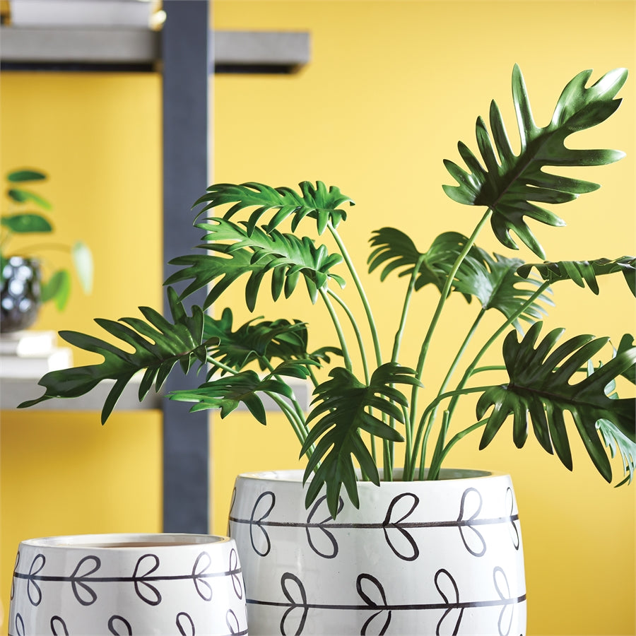 Selloum Plant Potted 22"