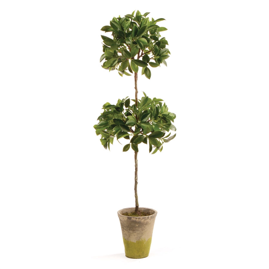 Ficus Double Topiary in Pot 31"