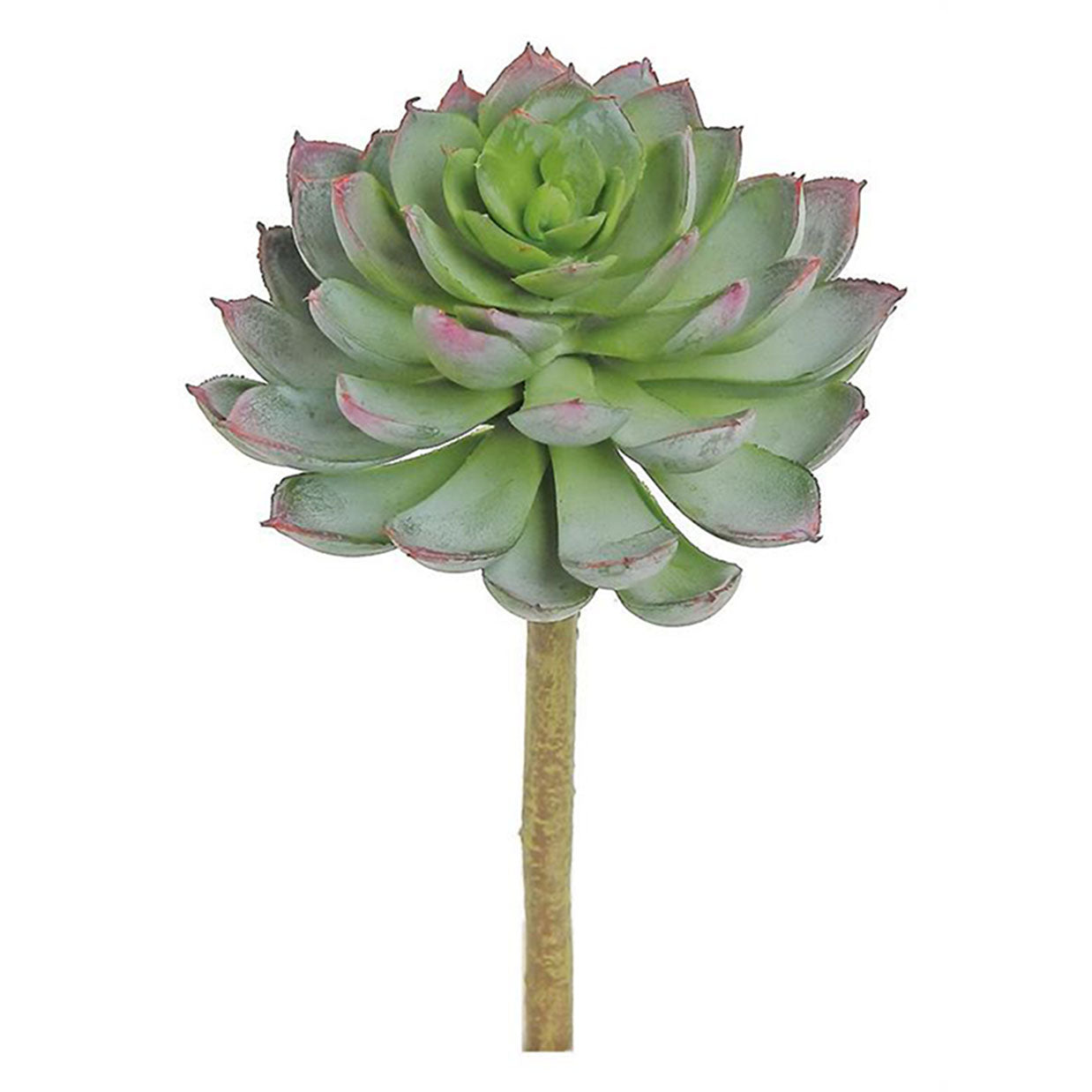 Echeveria "Colorata"