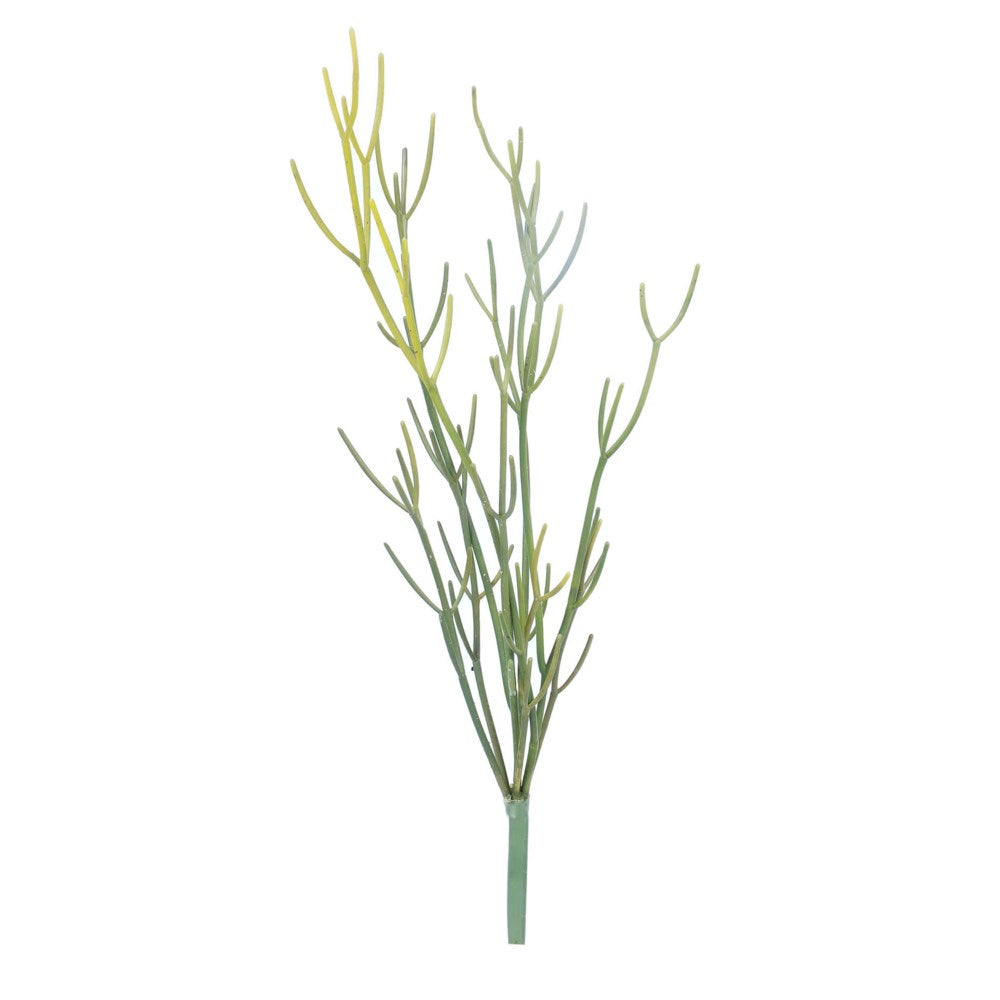 Pencil Cactus Tall