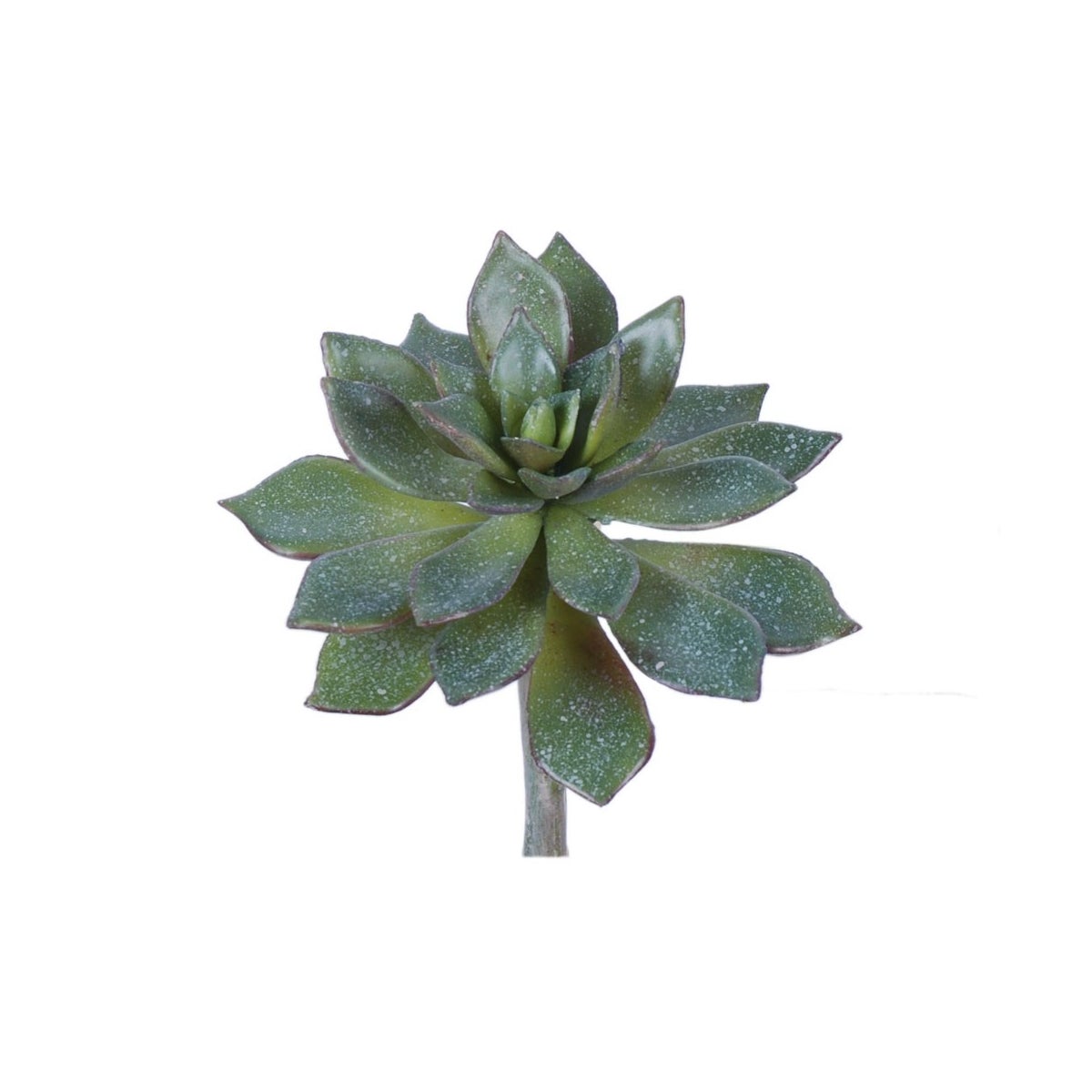 Sword Leaf Echeveria Succulent Small