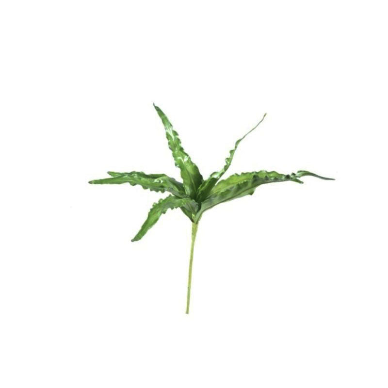 Bird Nest Fern Small