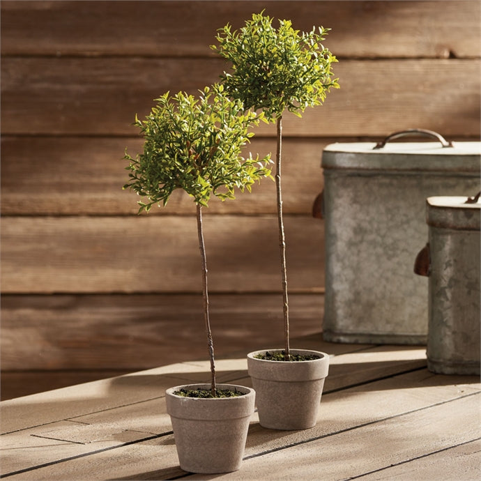 Thyme Topiary in Pot