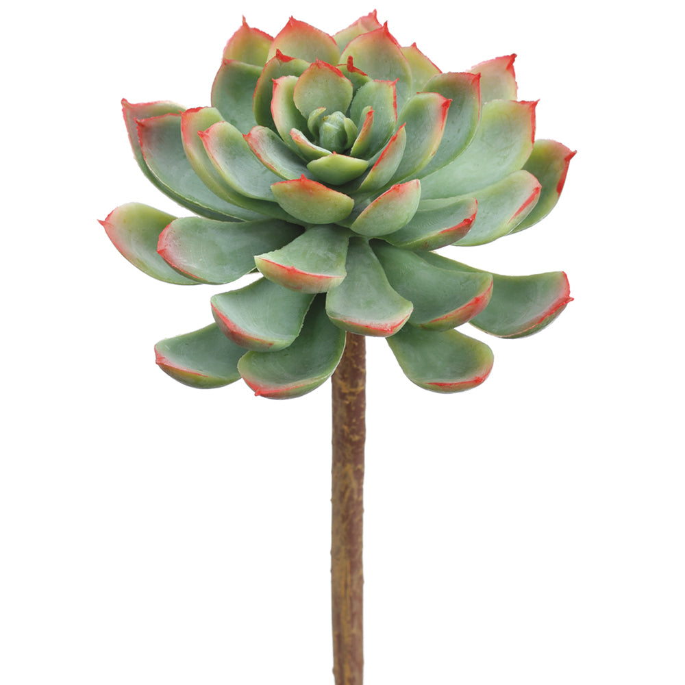 Red Tipped Echeveria 7"