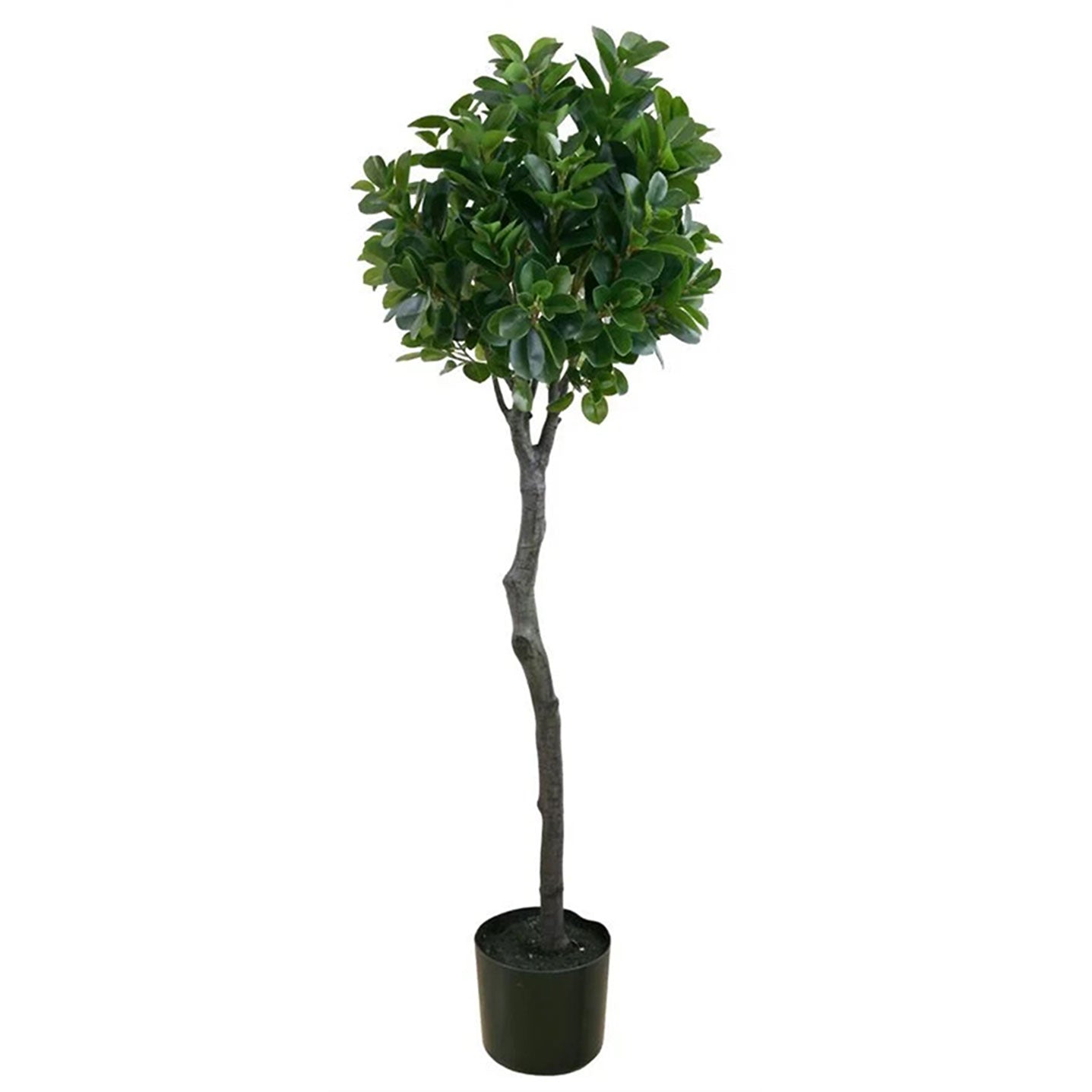Italian Ficus Tall Topiary