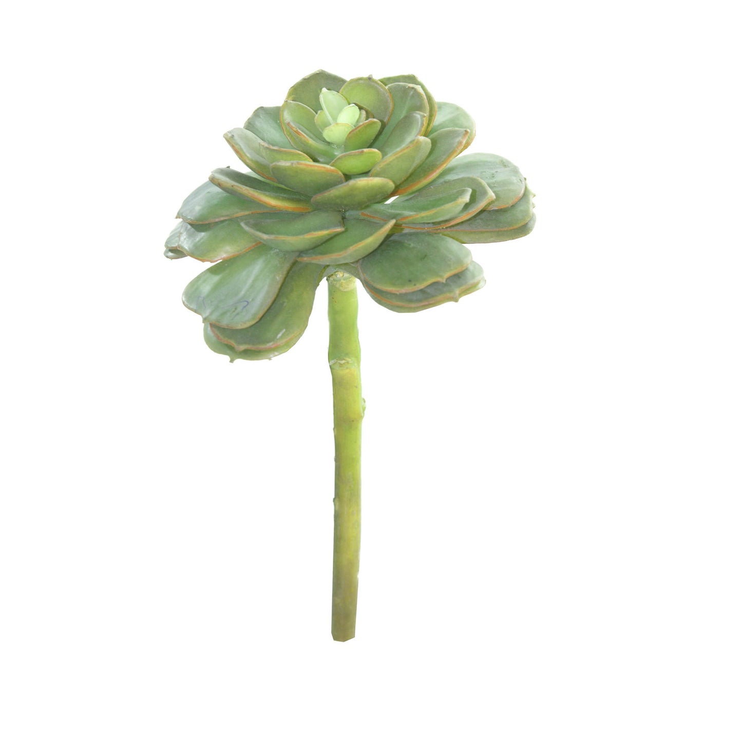 Jade Rose Echeveria