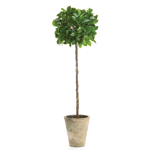 Ficus Single Topiary in Pot 27"