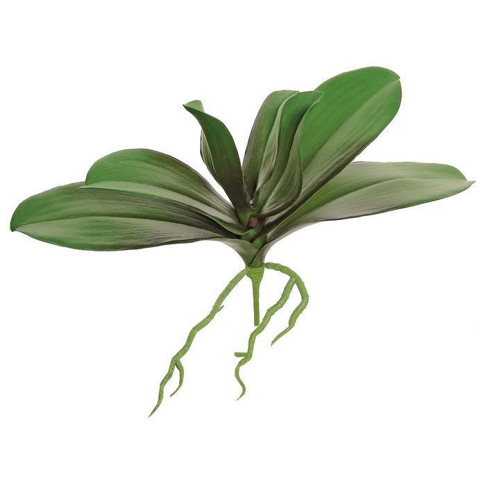 Phalaenopsis Orchid Leaf Set Full