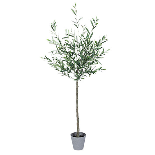 Olive Tree 5'
