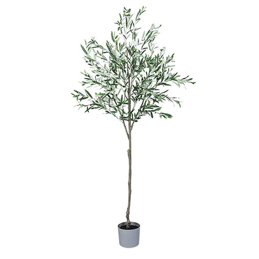 Olive Tree 7'