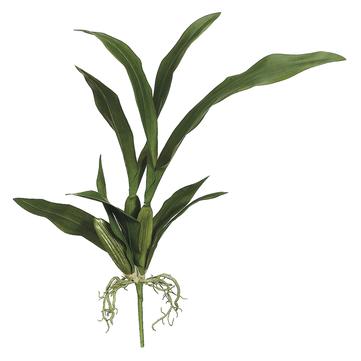Oncidium Orchid Leaf Set 23"