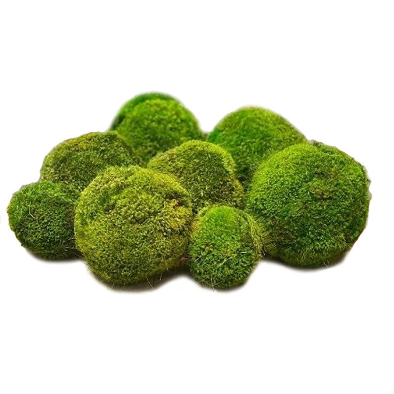 Preserved Moss Ball