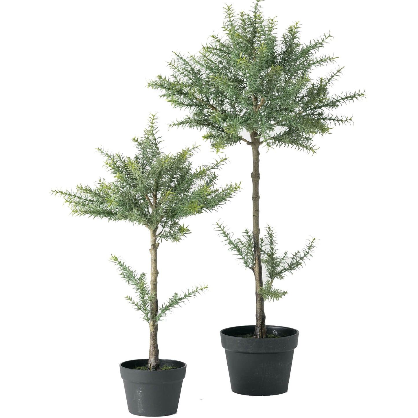 Rosemary Topiary Tree