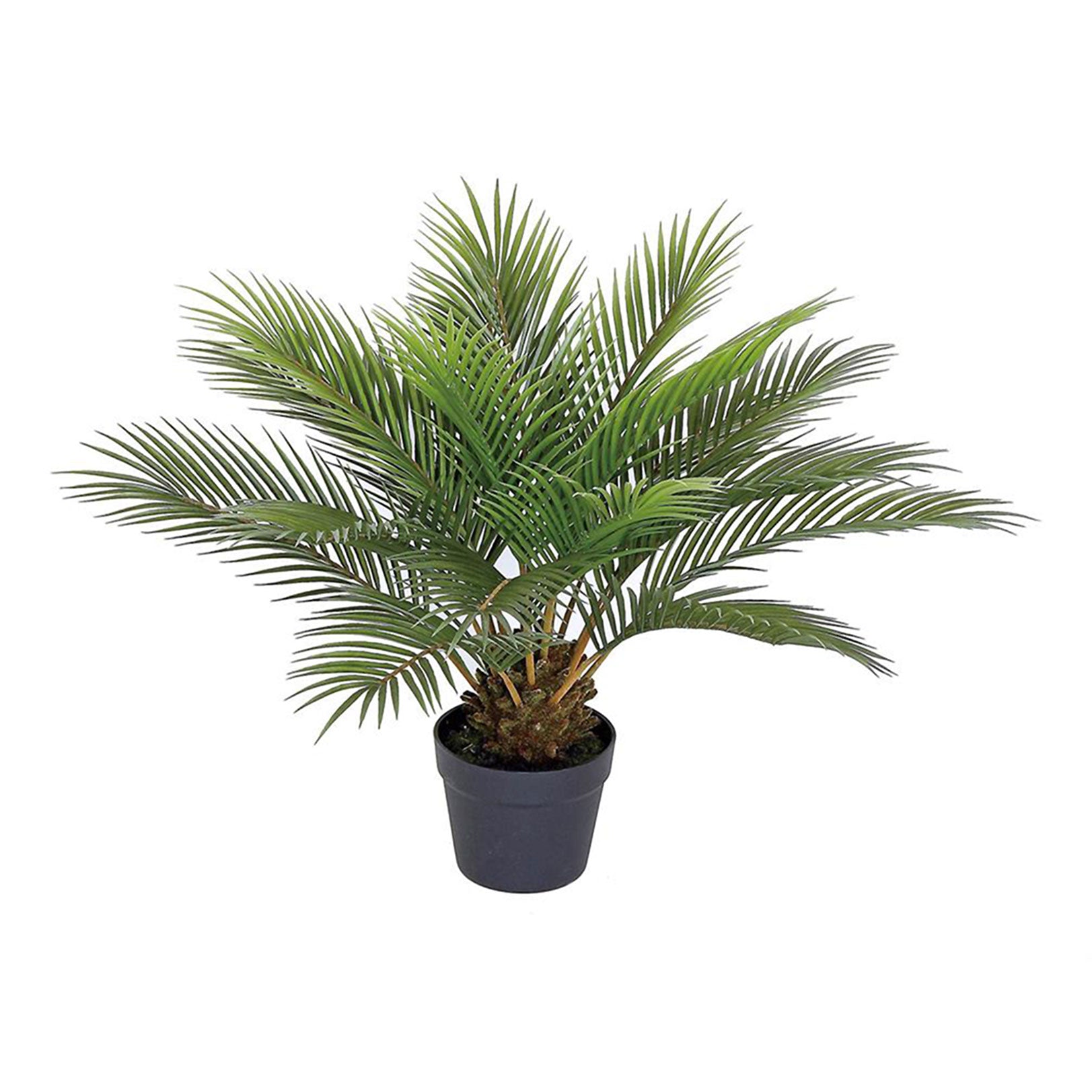 small palm plants Sago Palm Mini 25" – Palm Bungalow