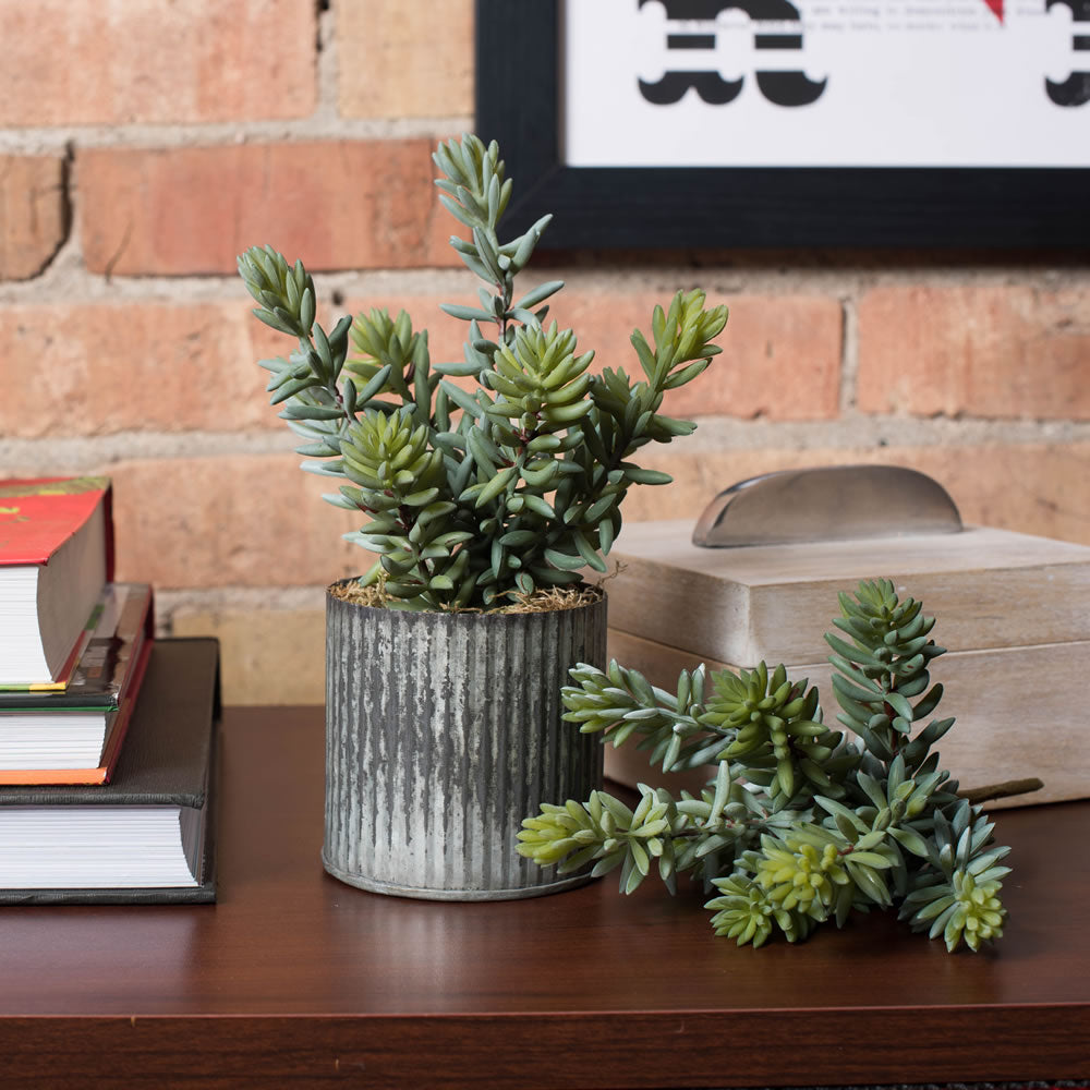 Soft Sedum Succulent