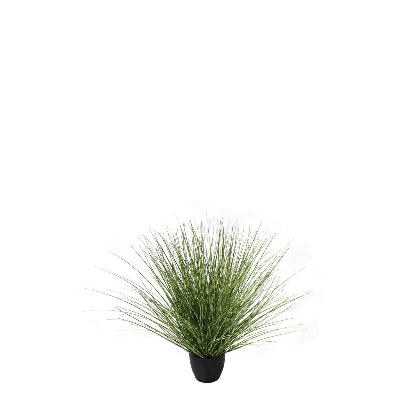 Spotted River Grass Potted