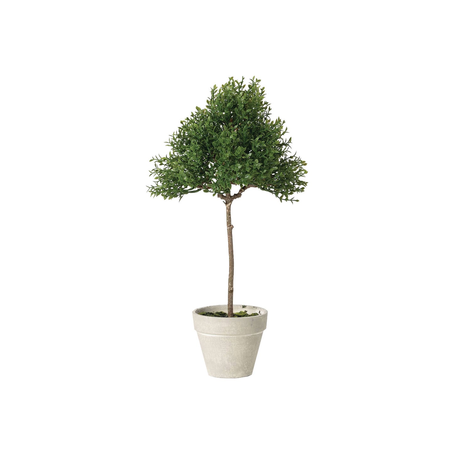 Mini Thyme Topiary in Pot