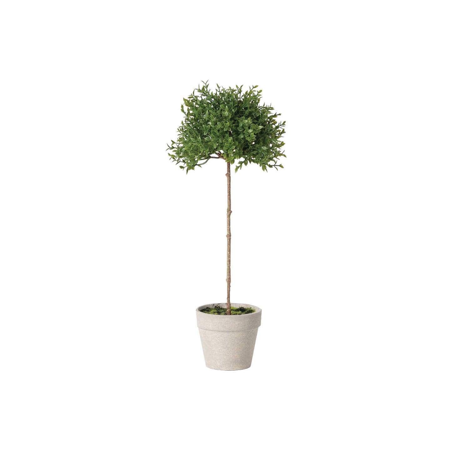 Mini Thyme Topiary in Pot