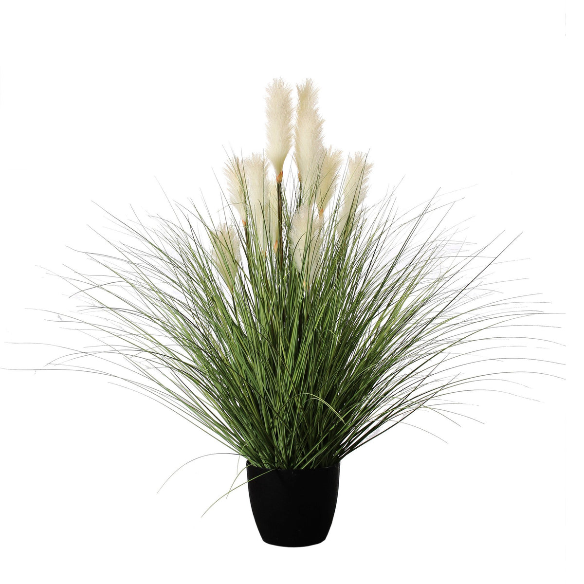 Grasses