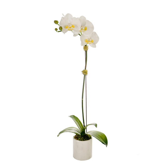 One Small Orchid in 4" Marble Pot