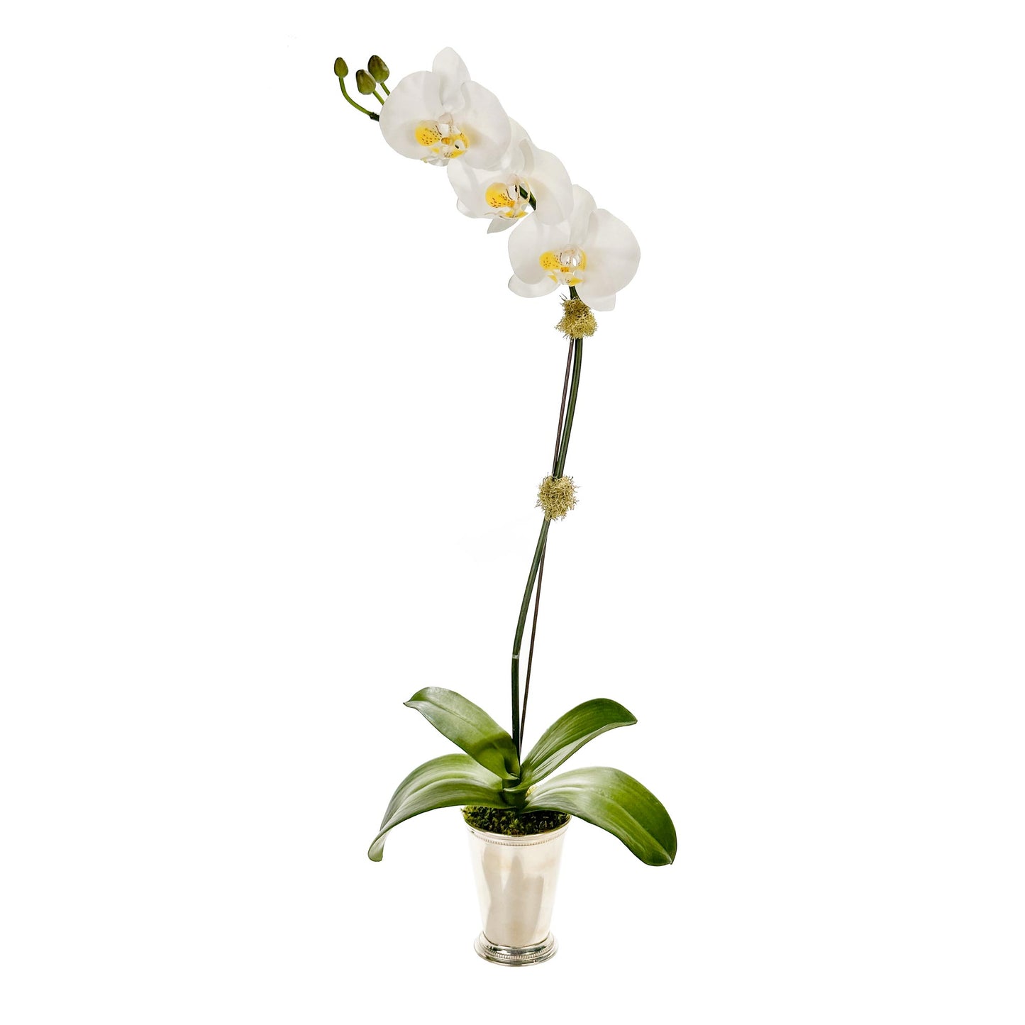 One Small Orchid in Julep Cup